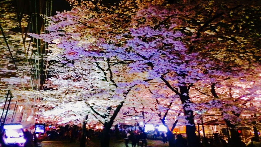 桜が満開な祇園界隈。運が良ければ舞妓さんに会えるかも