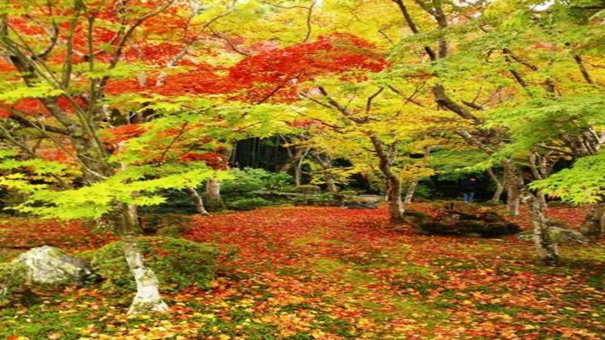 徳川家康公が開基した圓光寺