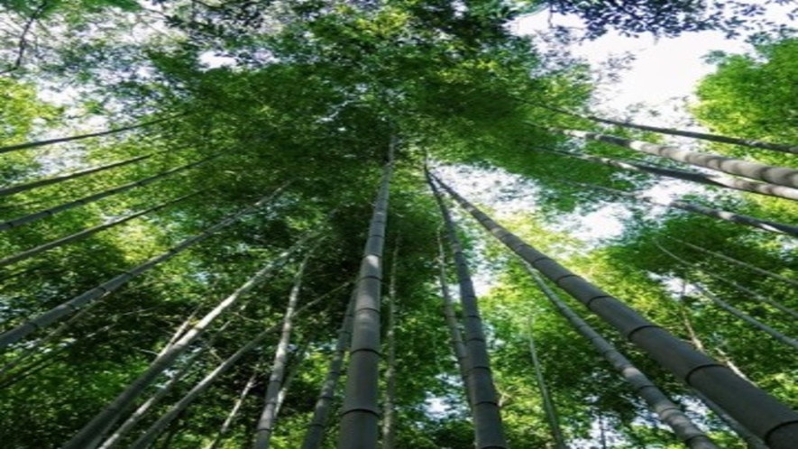 空に向かって真っすぐ伸びた数万本の嵐山の竹林