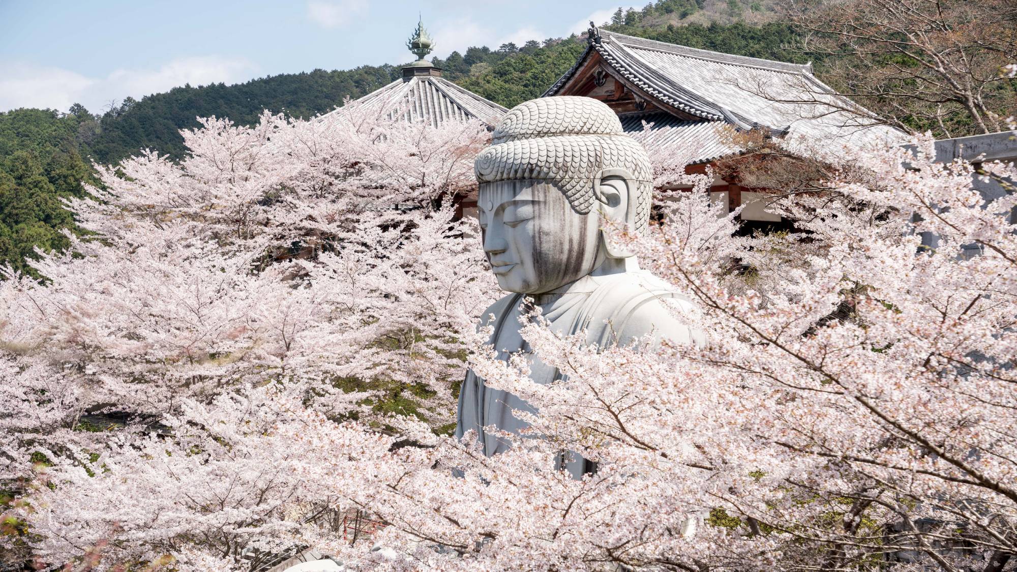 壷阪寺　春