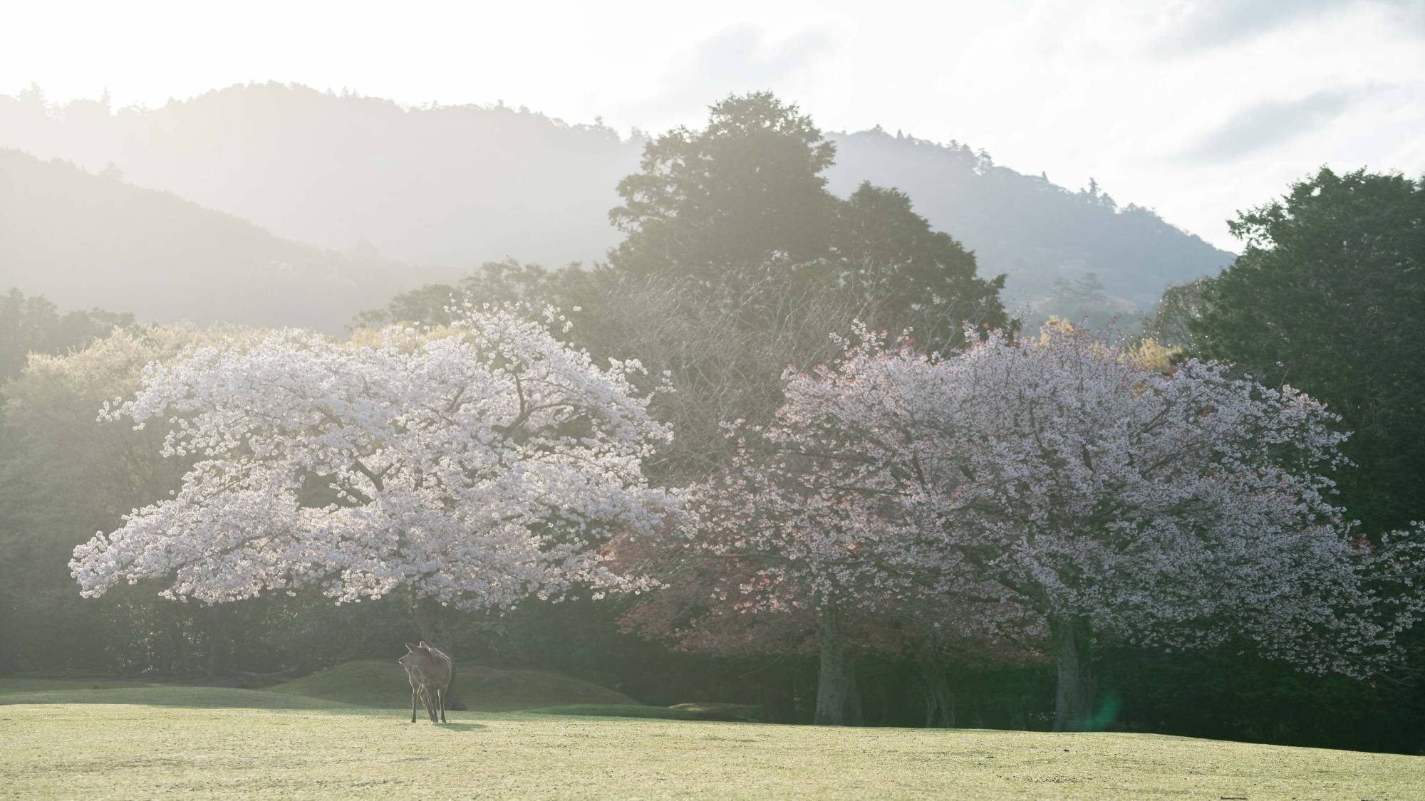 奈良公園　春