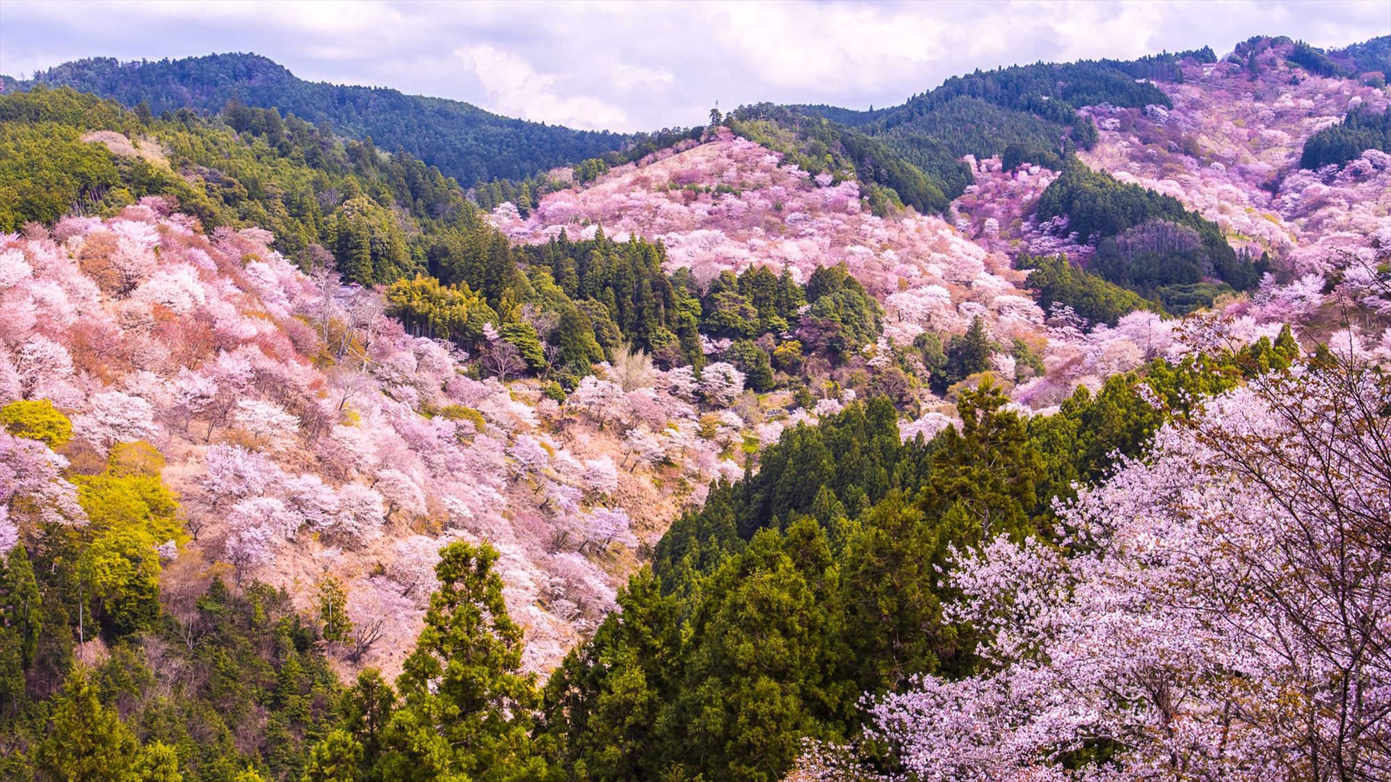 【吉野山（桜）】ホテルから車で1時間45分