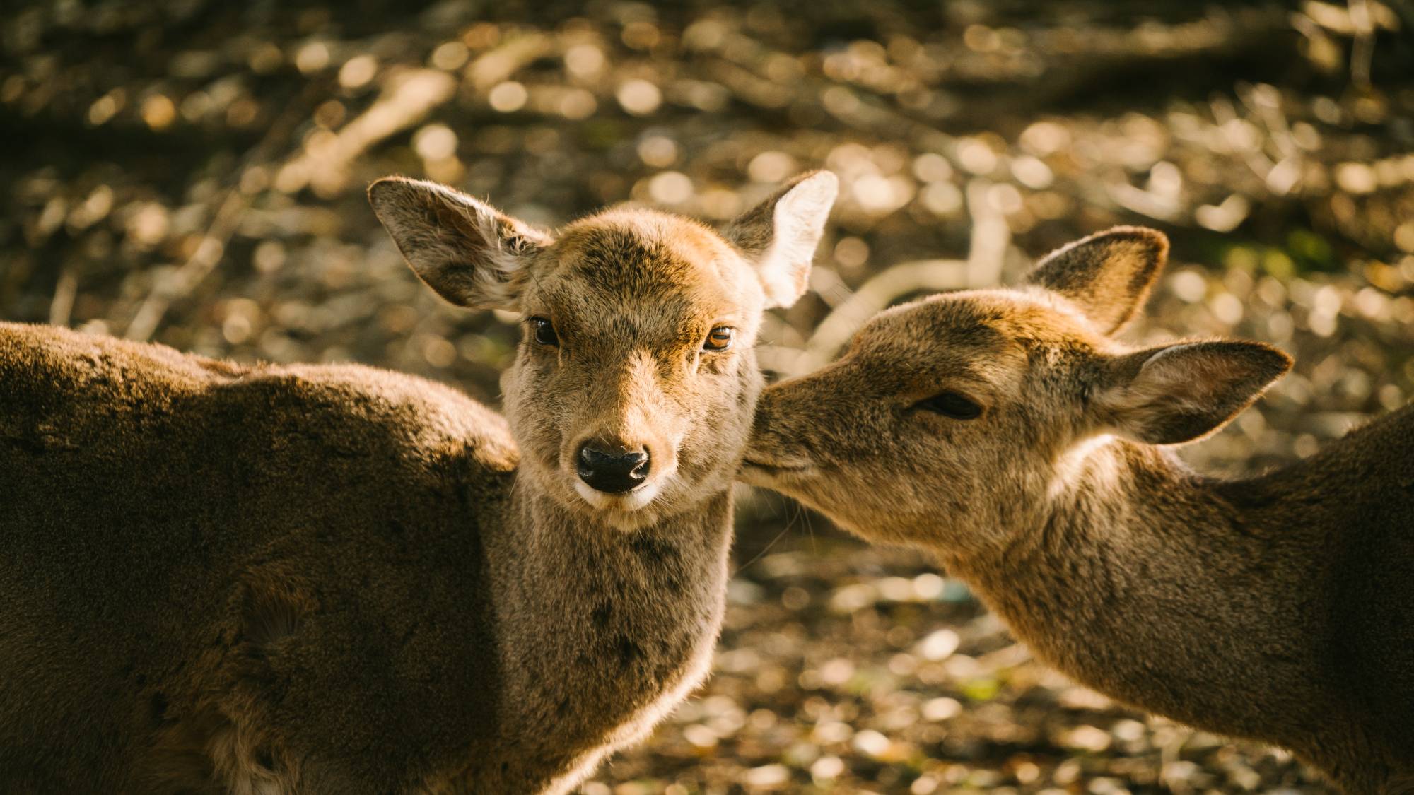 奈良公園の鹿たち　（イメージ）