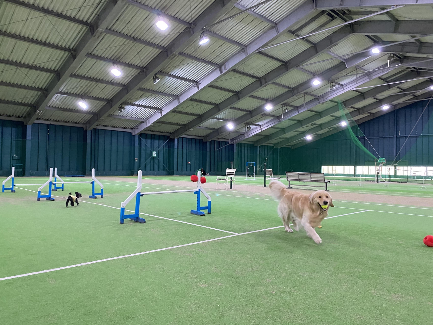 【期間限定】【大切な愛犬と宿泊】【ルームチャージ】コテージで過ごす自由気ままなドッグリゾートステイ