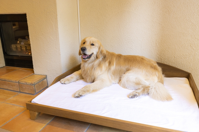【期間限定】【大切な愛犬と宿泊】【ルームチャージ】コテージで過ごす自由気ままなドッグリゾートステイ