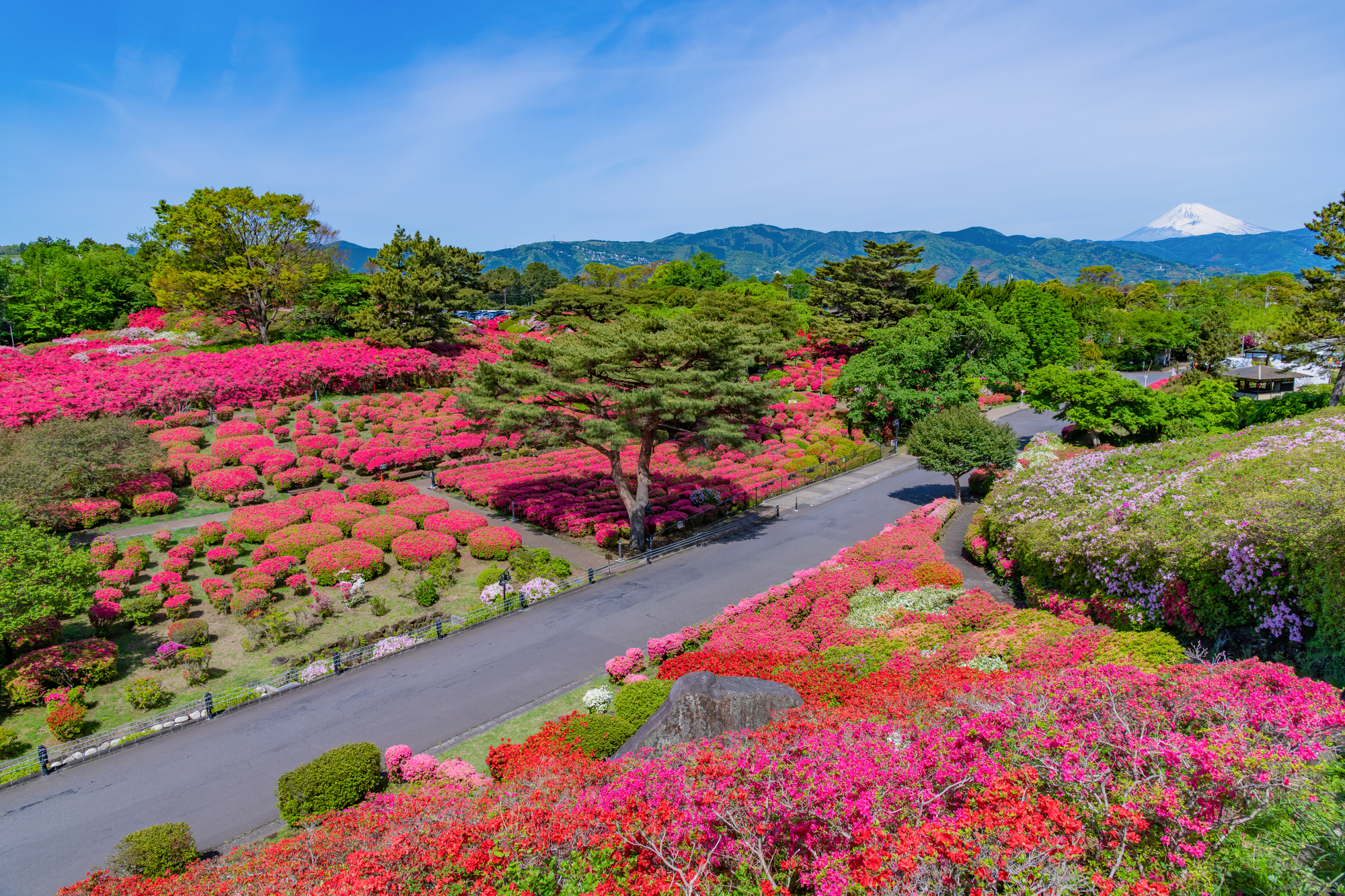 小室山公園のつつじ