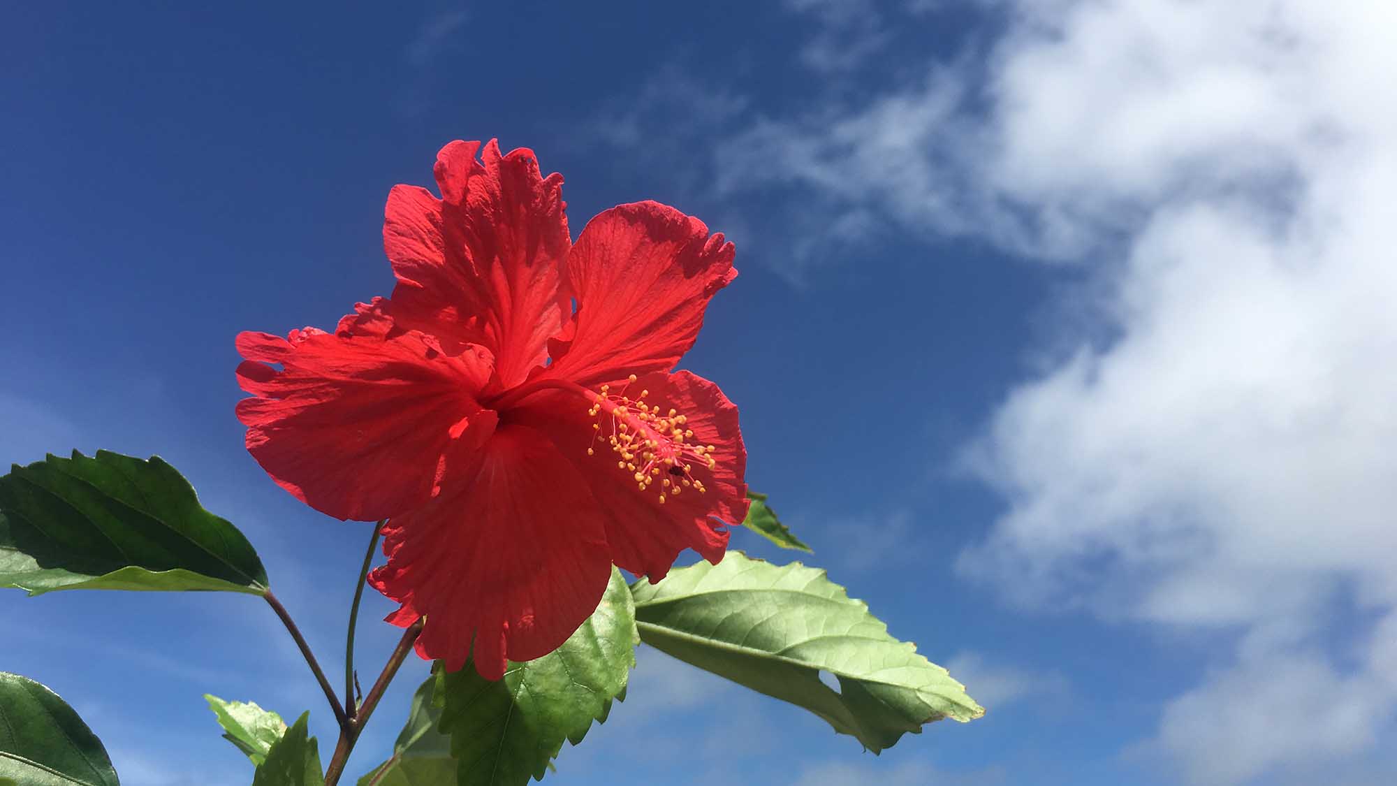 ・ゆったりと島時間をご堪能ください