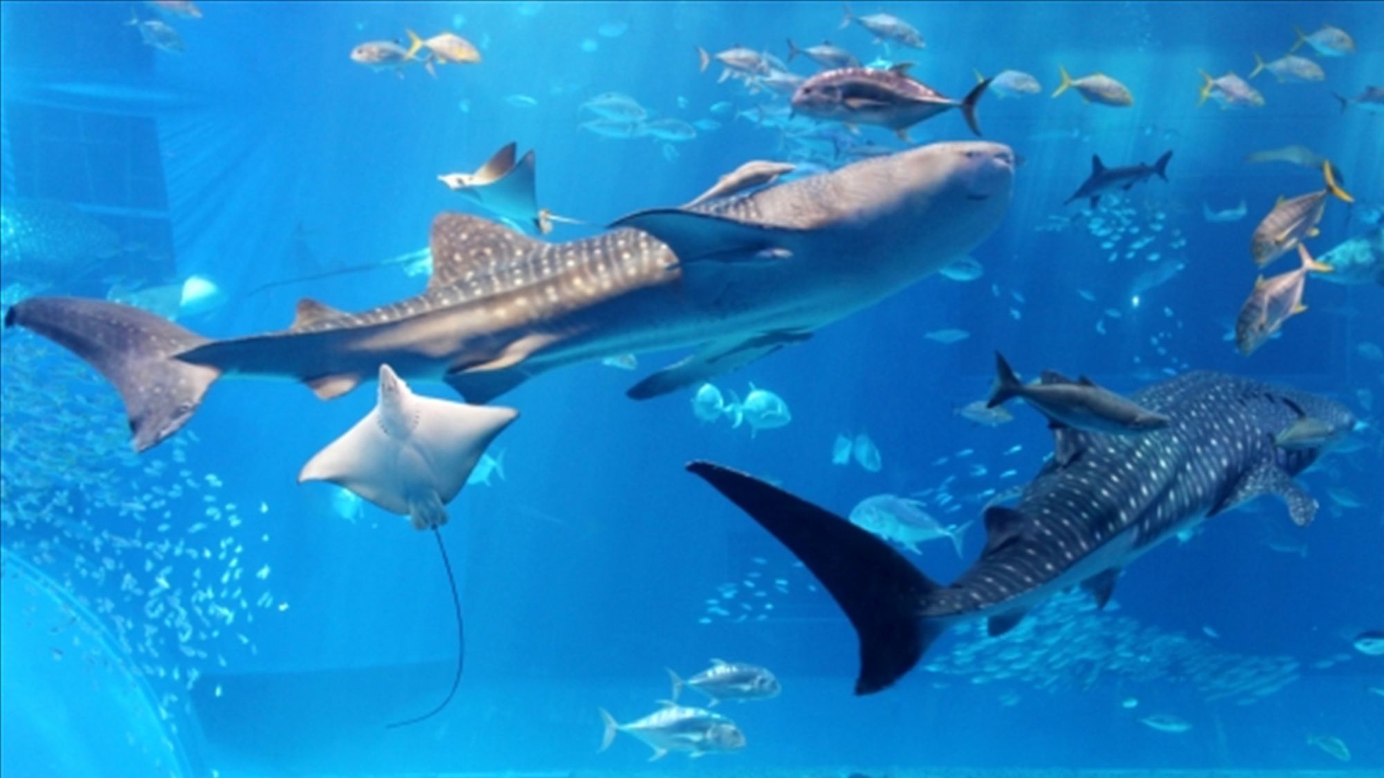 【美ら海水族館】当施設から車で約28分