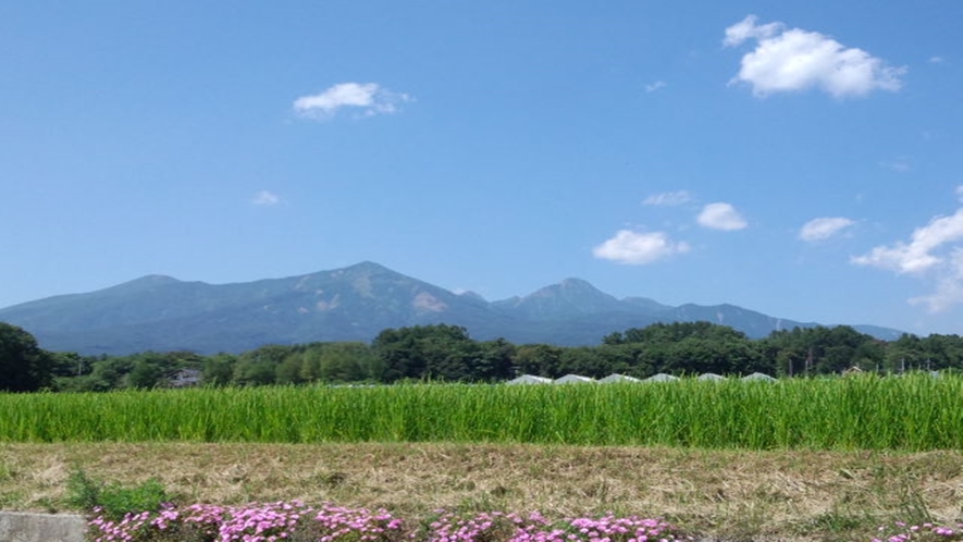 *とうもろこし畑／夏の青い空の下思い出に残る農業体験