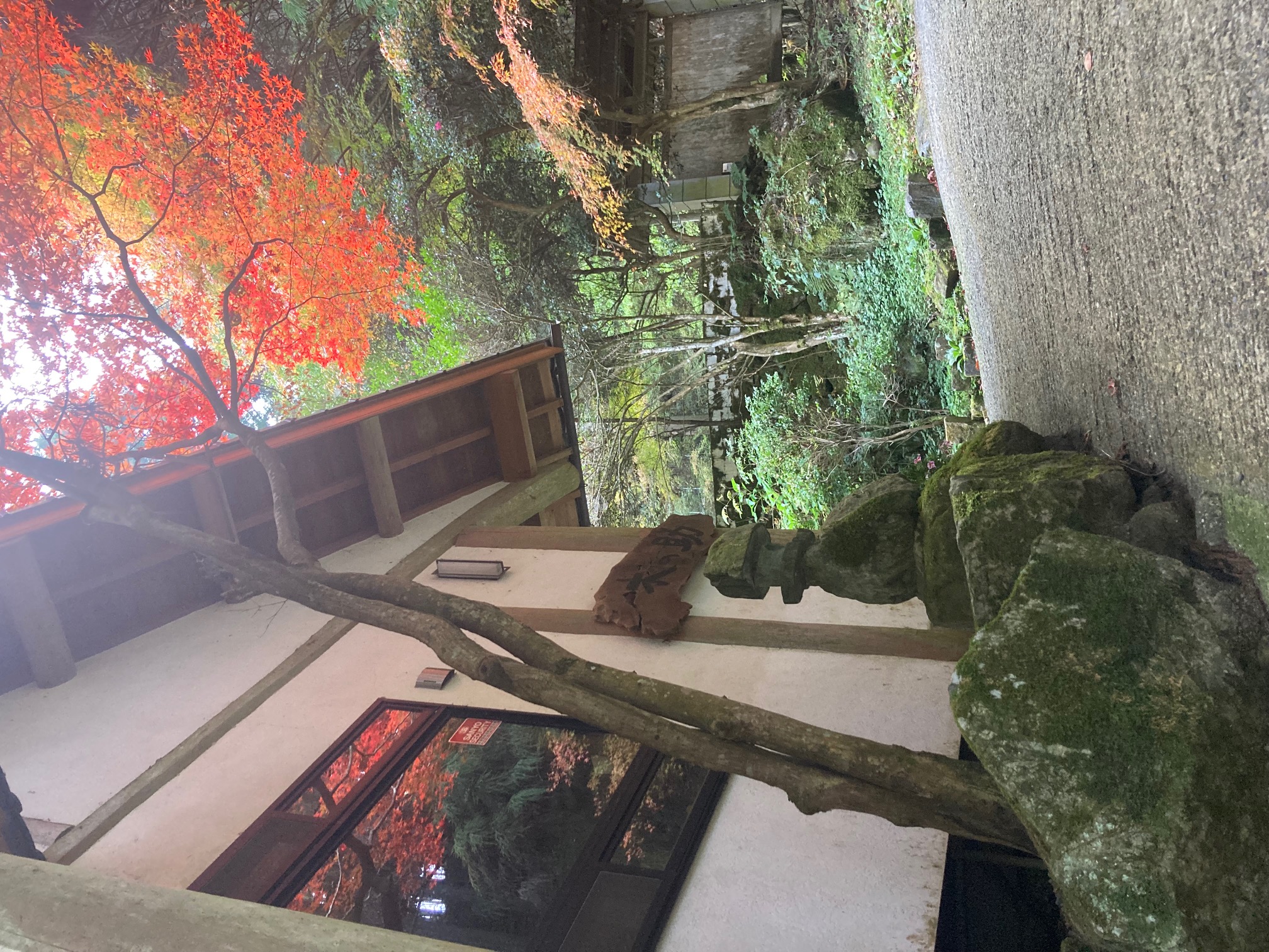 玄関先の紅葉