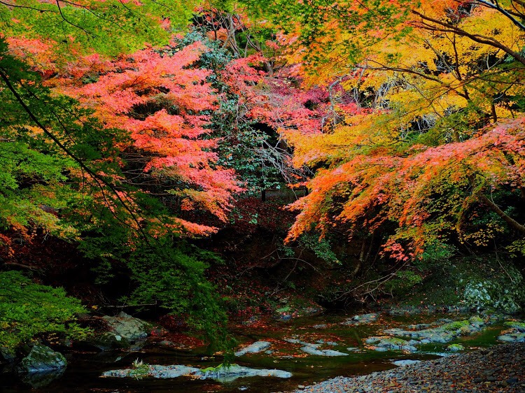 秋に見事な紅葉で彩られるもみじ街道