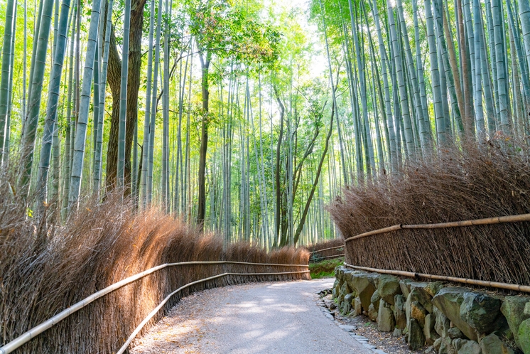 京都　嵐山　竹林の小径