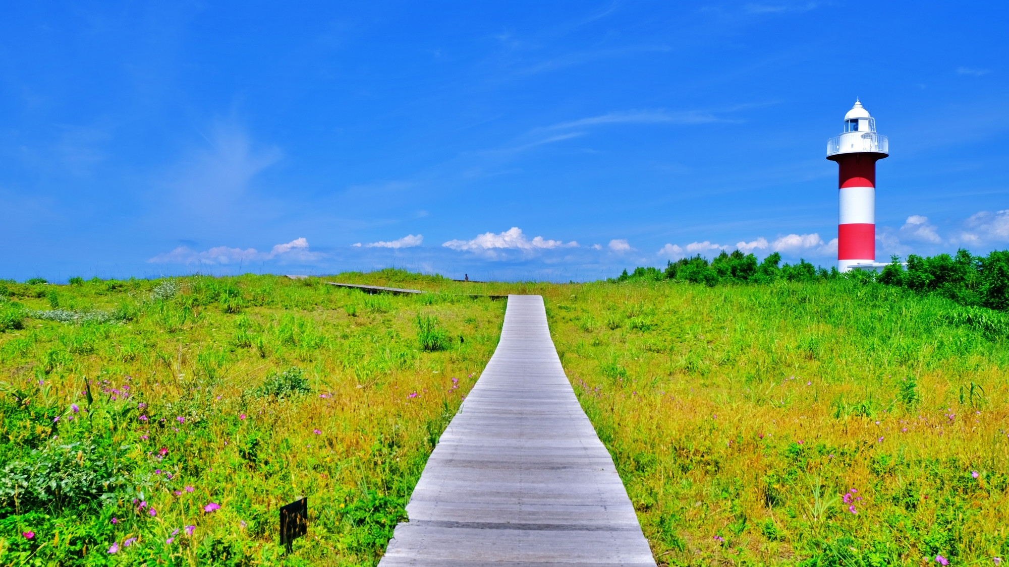 【当館から車で約16分】砂丘と植物が広がる美しい「はなますの丘公園」