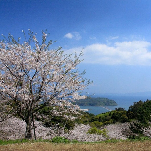 春・魚見岳の桜