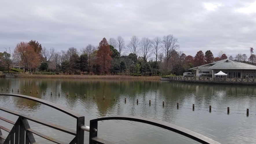 柏の葉公園池①