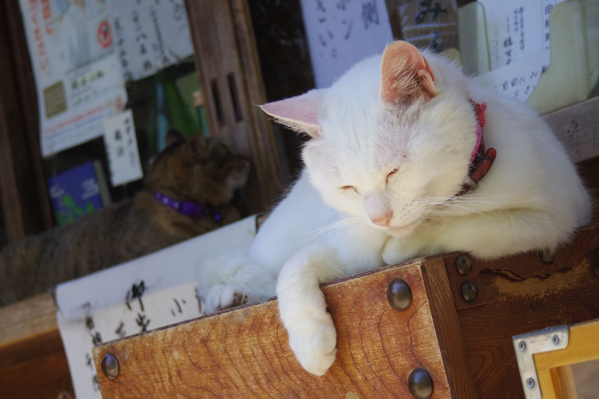 【梅宮大社】■徒歩４分■　酒造、子授・安産の神様。最近では”ねこ神社”としても有名です。