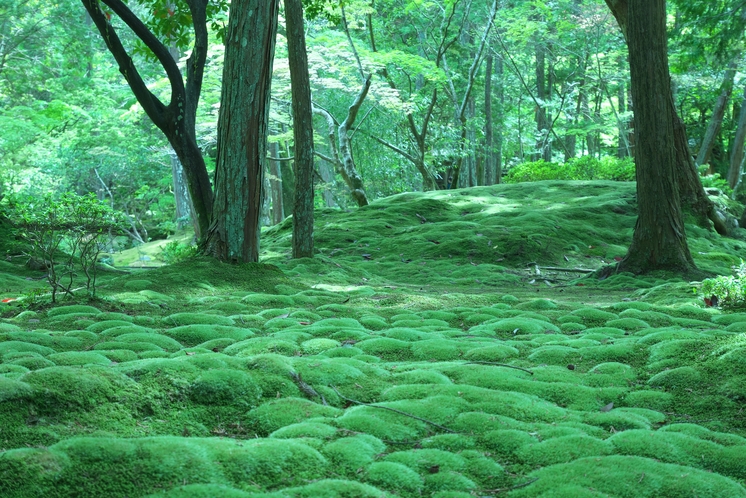 【西芳寺（苔寺）】■車で7分　■自転車で12分　■徒歩24分