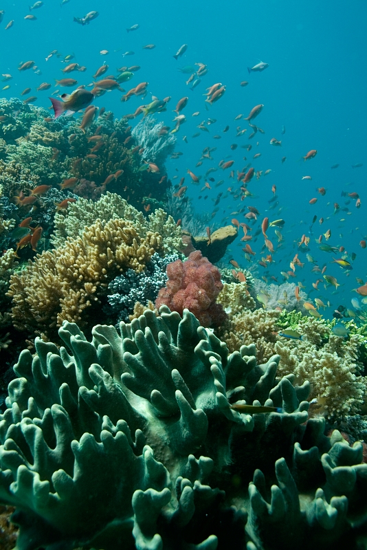 アクティビティ：スクーバーダイビング