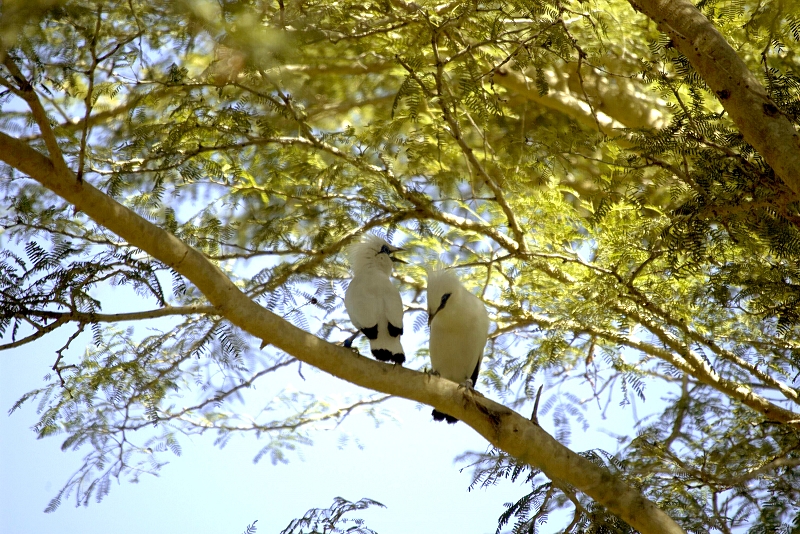 ムンジャンガンの自然