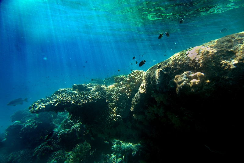 アクティビティ：スクーバーダイビング