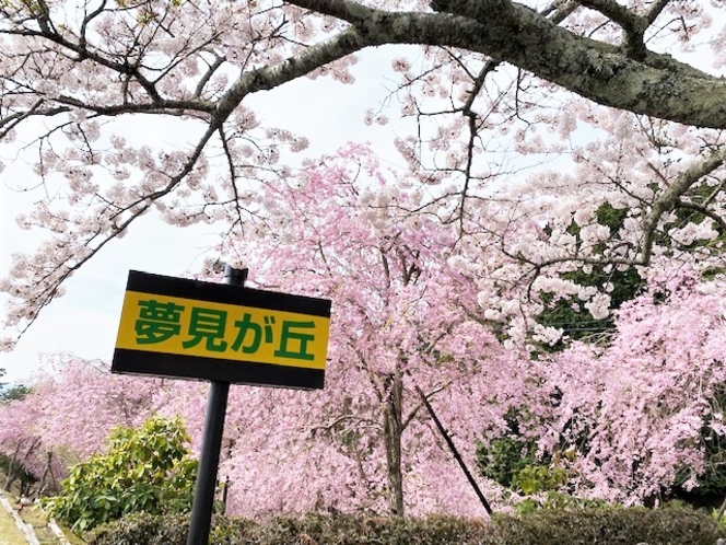 比叡山ドライブウェイ桜イメージ