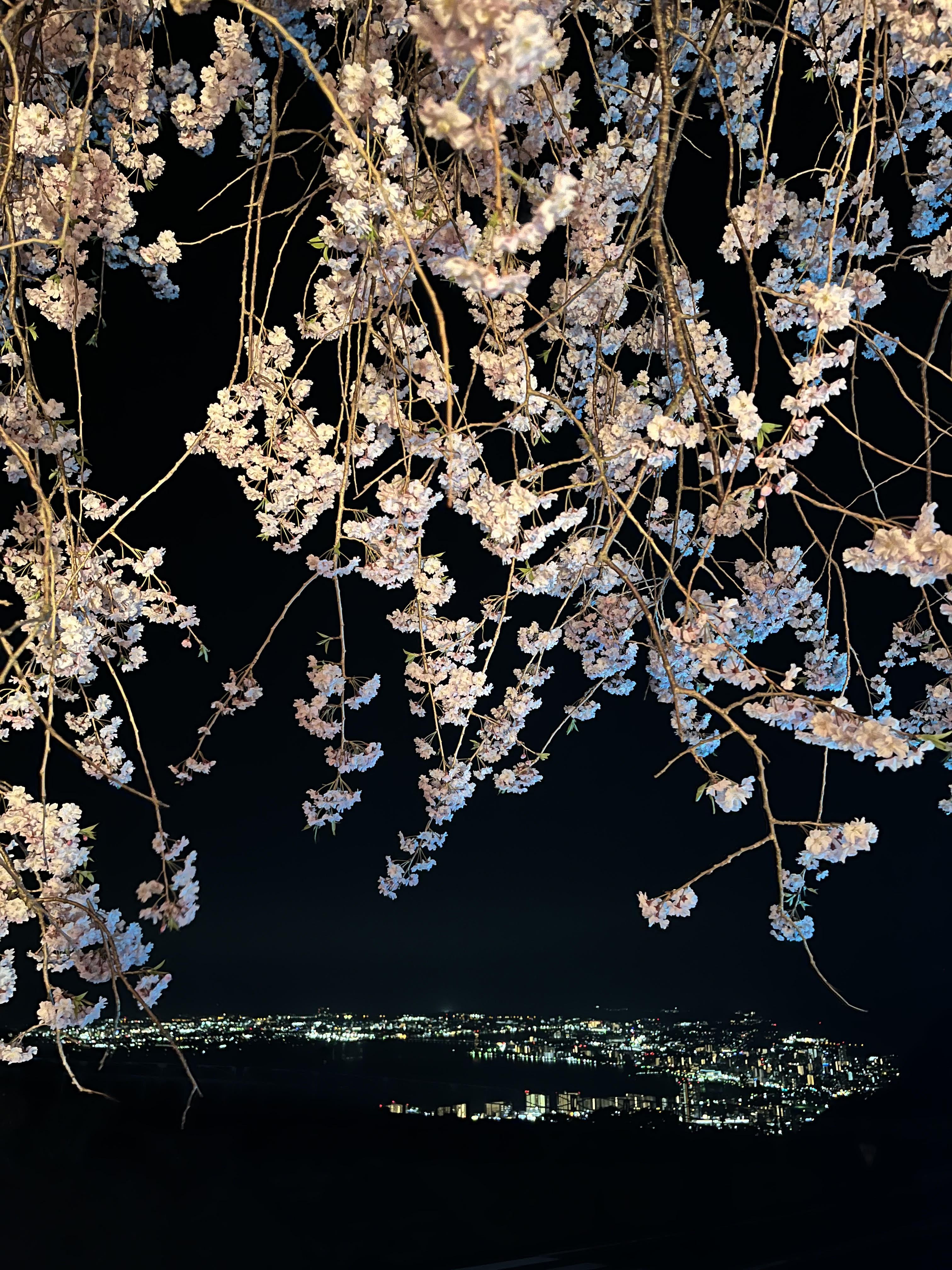 比叡山ドライブウェイ夢見が丘展望台の桜と夜景