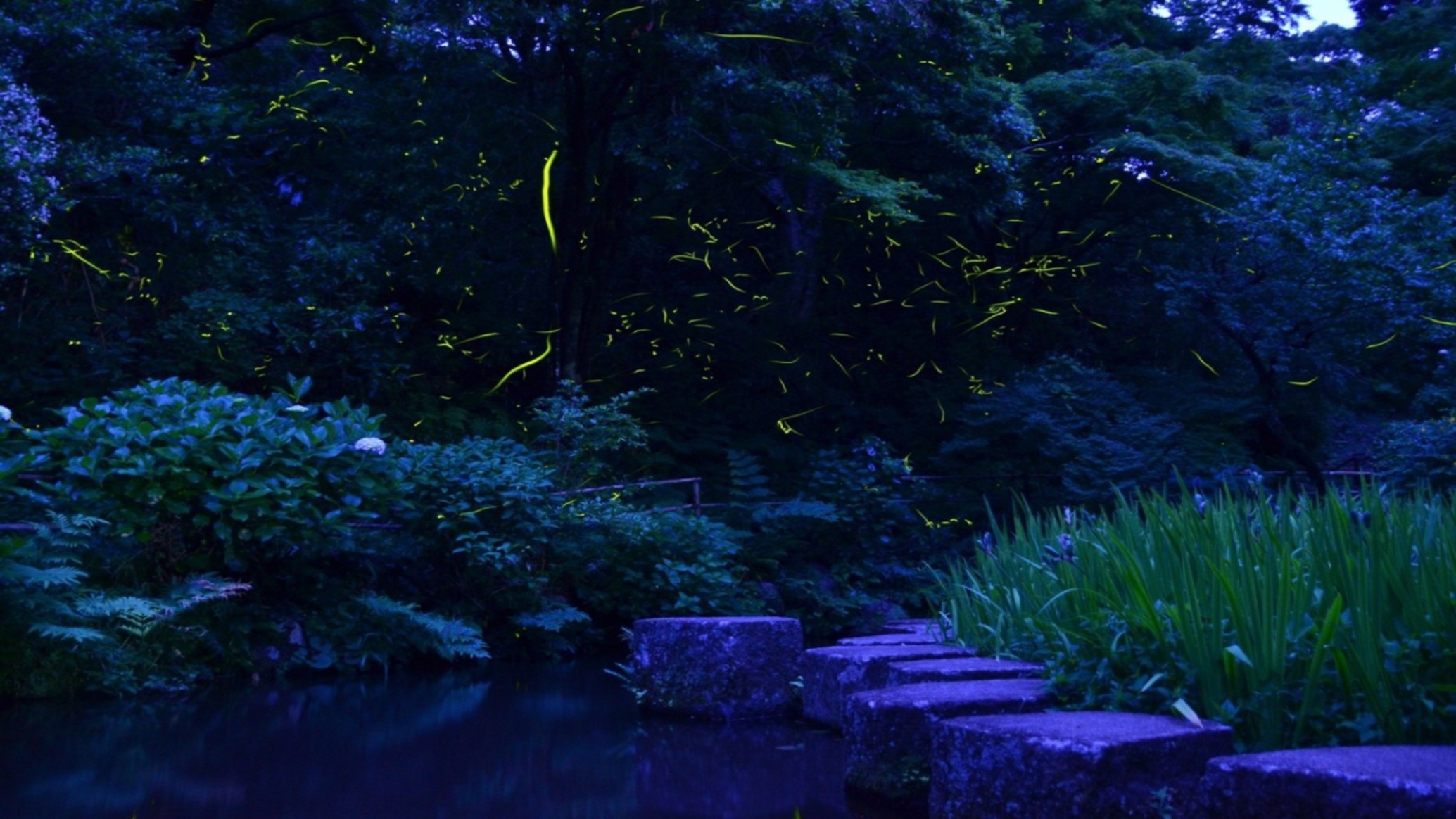 【ほたる鑑賞会】6月は自然溢れる松崎でほたるを鑑賞！1泊2食付きバイキングプラン