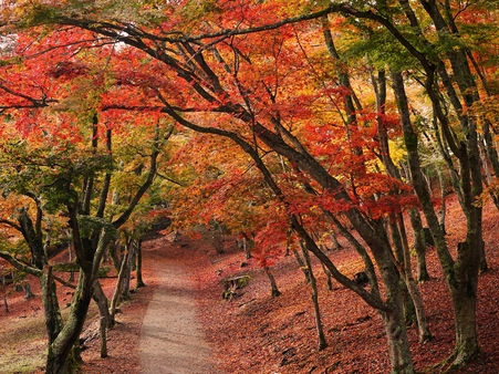 【伊豆の紅葉を見に行こう！】1泊2食飲み放題付きバイキングプラン