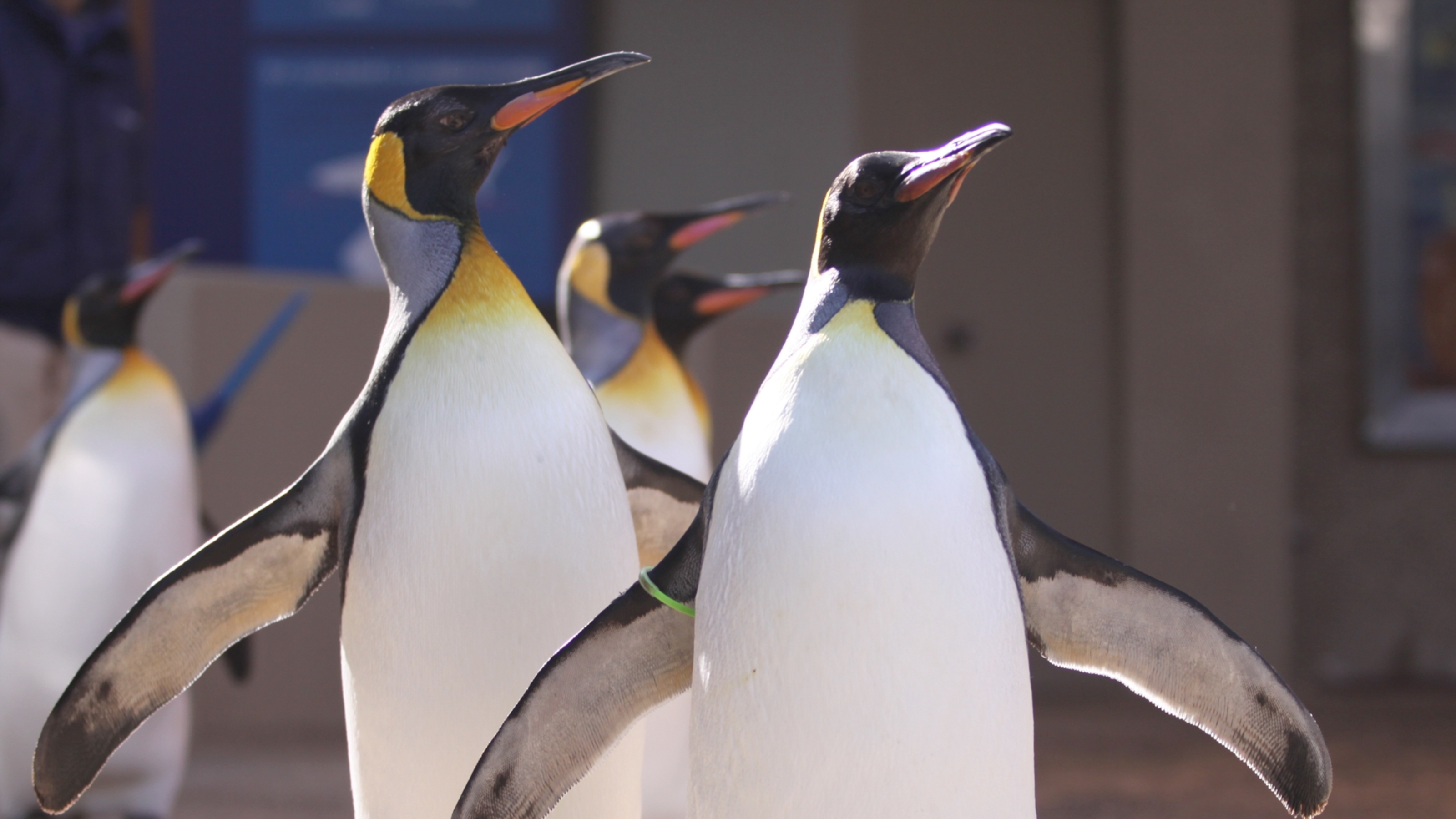 下田海中水族館