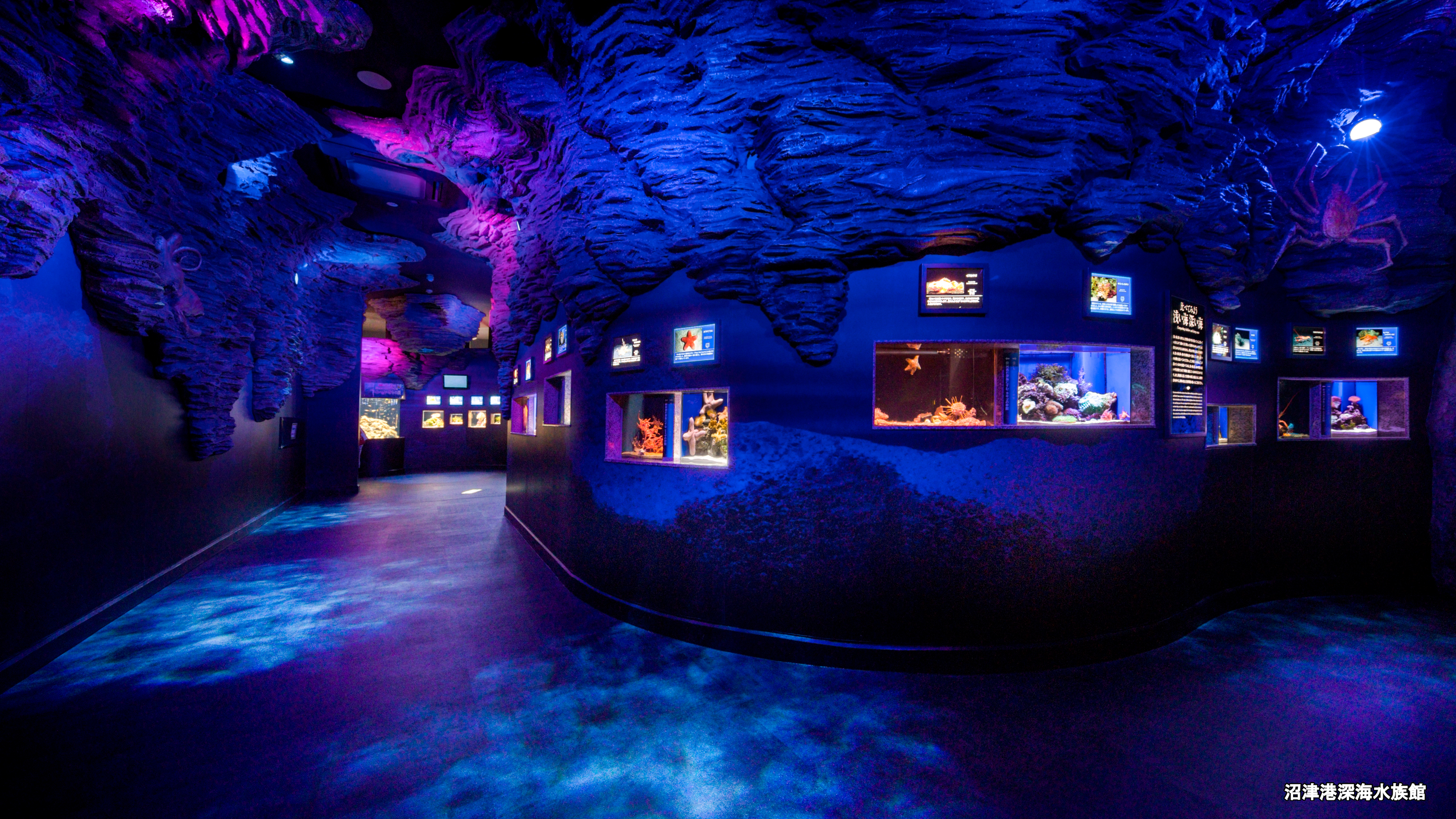  沼津港深海水族館　ギャラリー