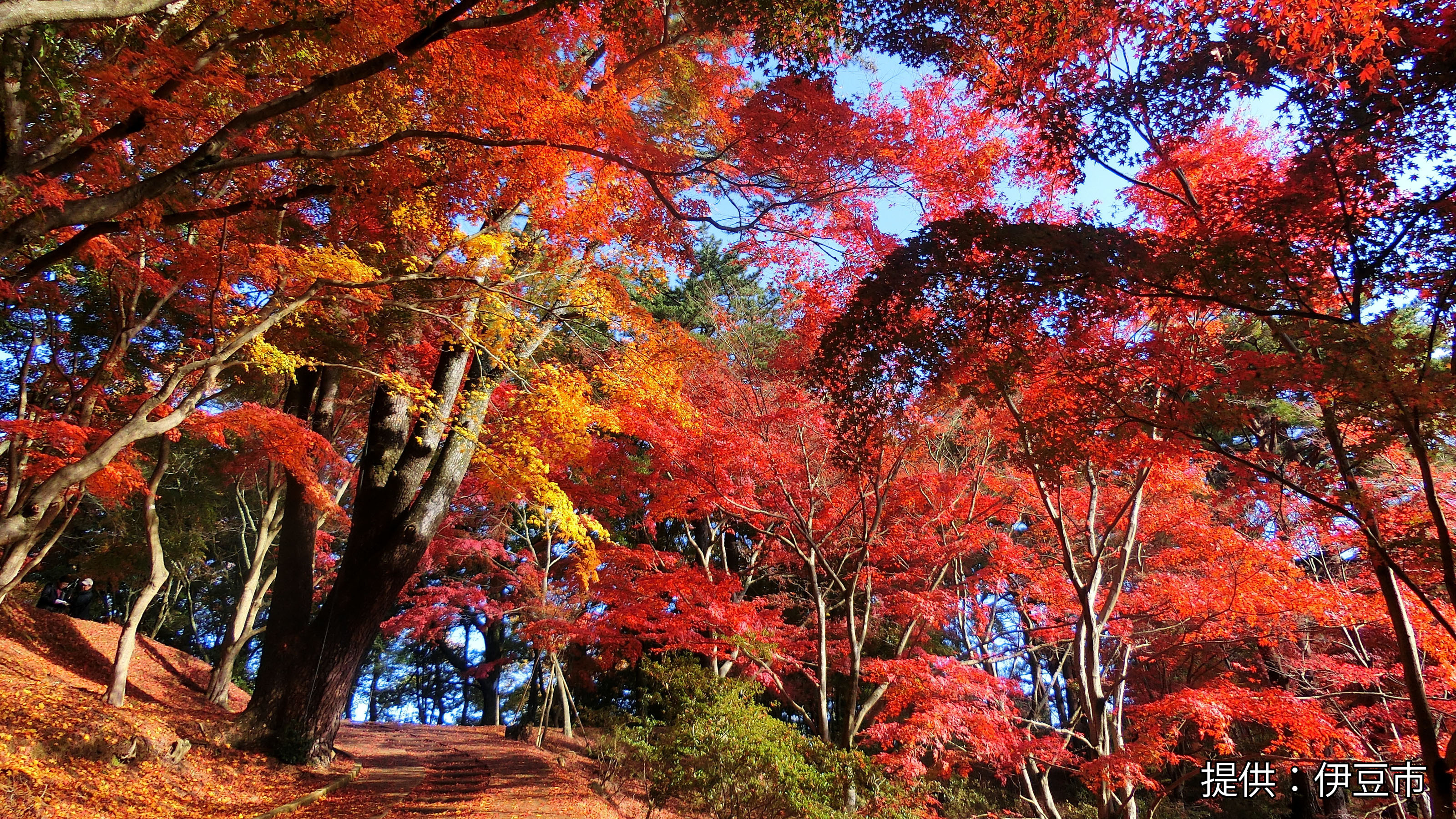 修善寺公園紅葉