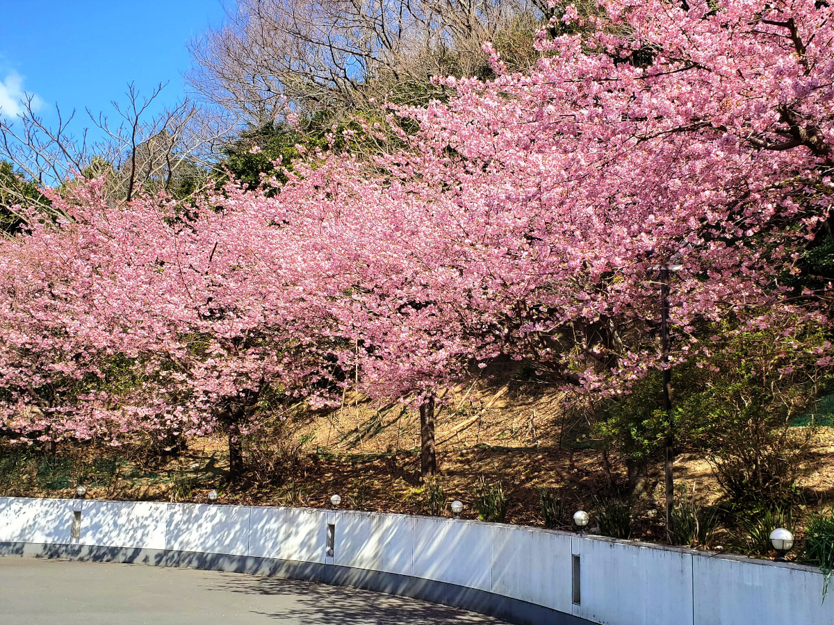 河津桜03