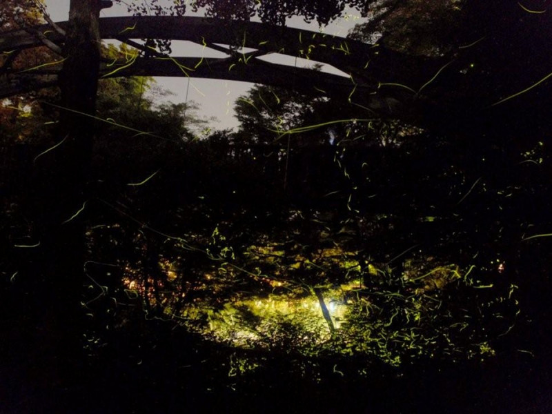 天城ホタル観賞　多くのホタルが幻想的です！