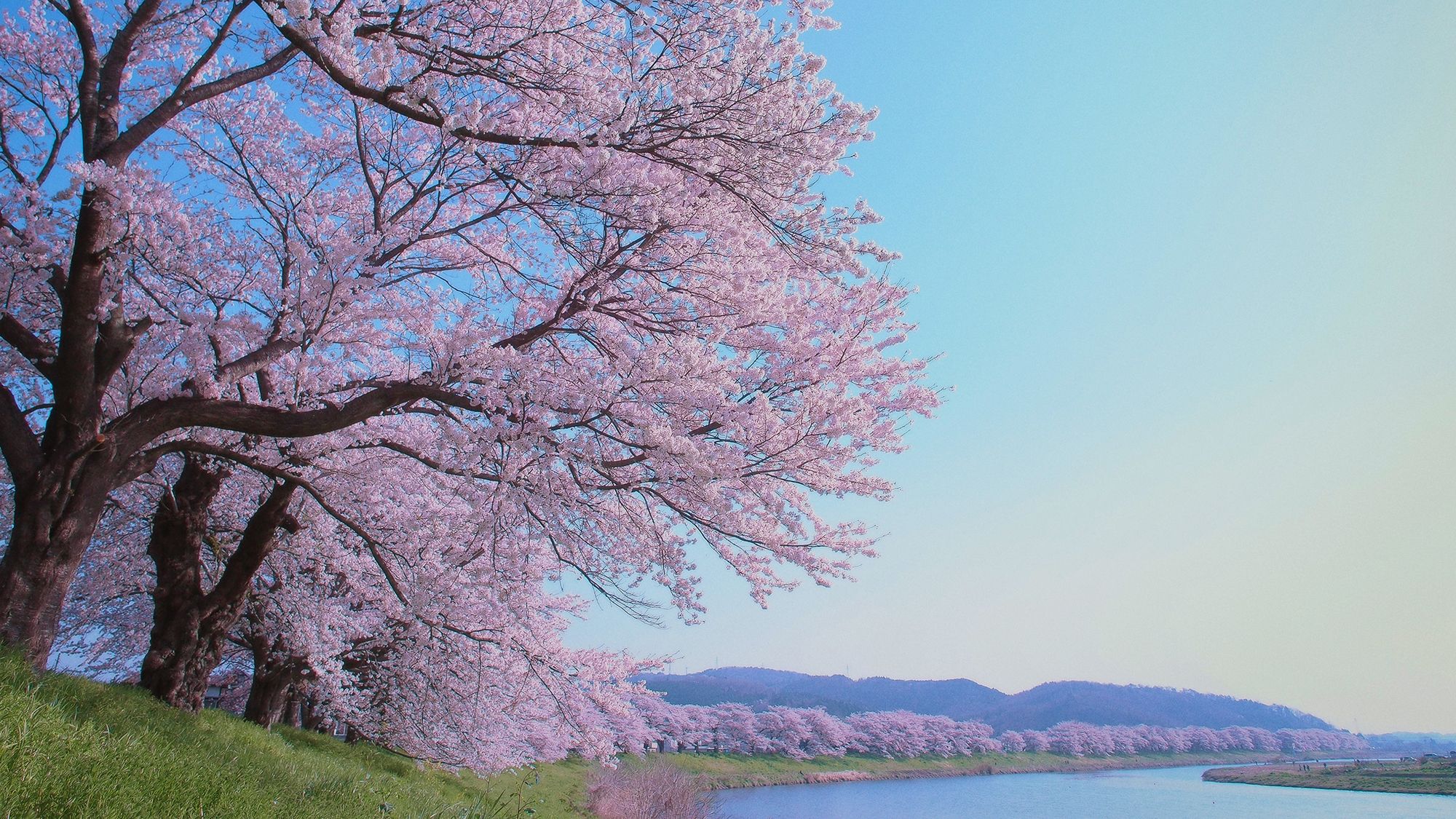 白石川堤一目千本桜