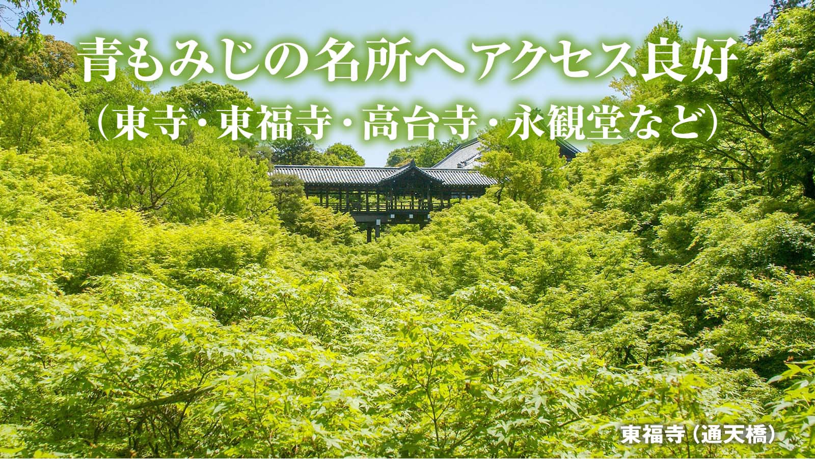 楽天青もみじ