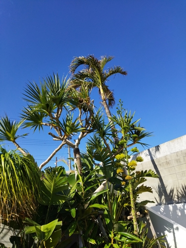 椰子、植栽