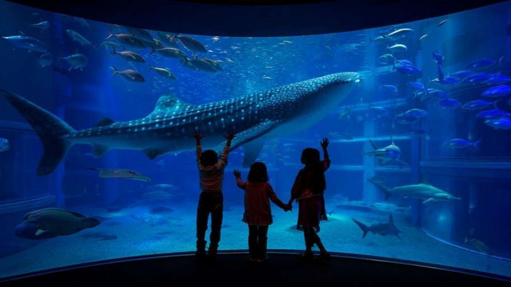 【大阪・天保山】大阪にある世界最大級の水族館「海遊館」。ホテルより３０分。