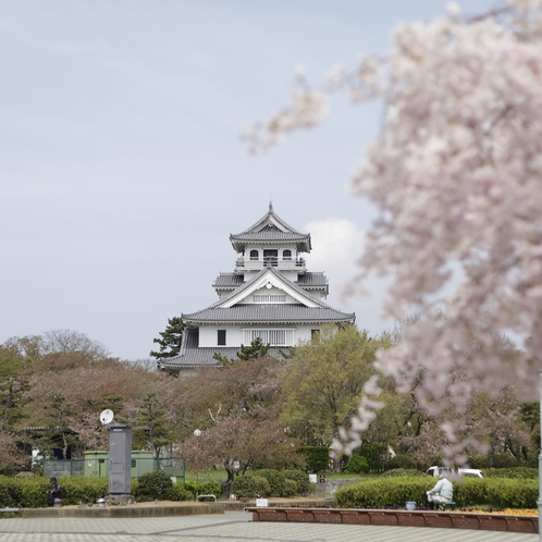 豊公園は、長浜城歴史博物館を囲むように桜の木が植えられています。