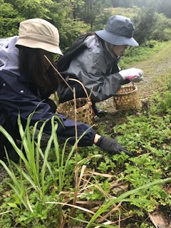 【春〜初夏限定】山の味覚　山菜狩り＆グランピング豪華ステーキＢＢＱ(^^♪　宿泊パック（3食付き）