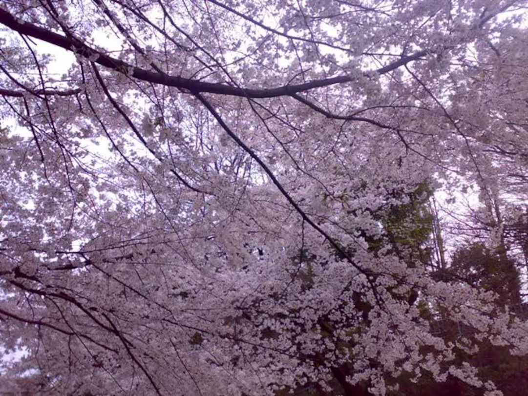 【春はデッキでお花見も！】【一般宿泊プラン】貸切石風呂付き 古民家風高級別荘：一棟貸切で至福の時間を