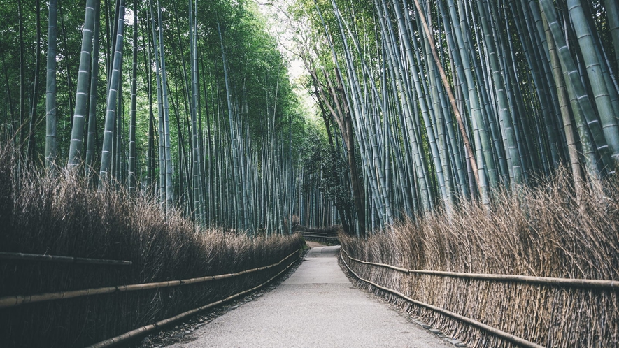 嵯峨野竹林の道