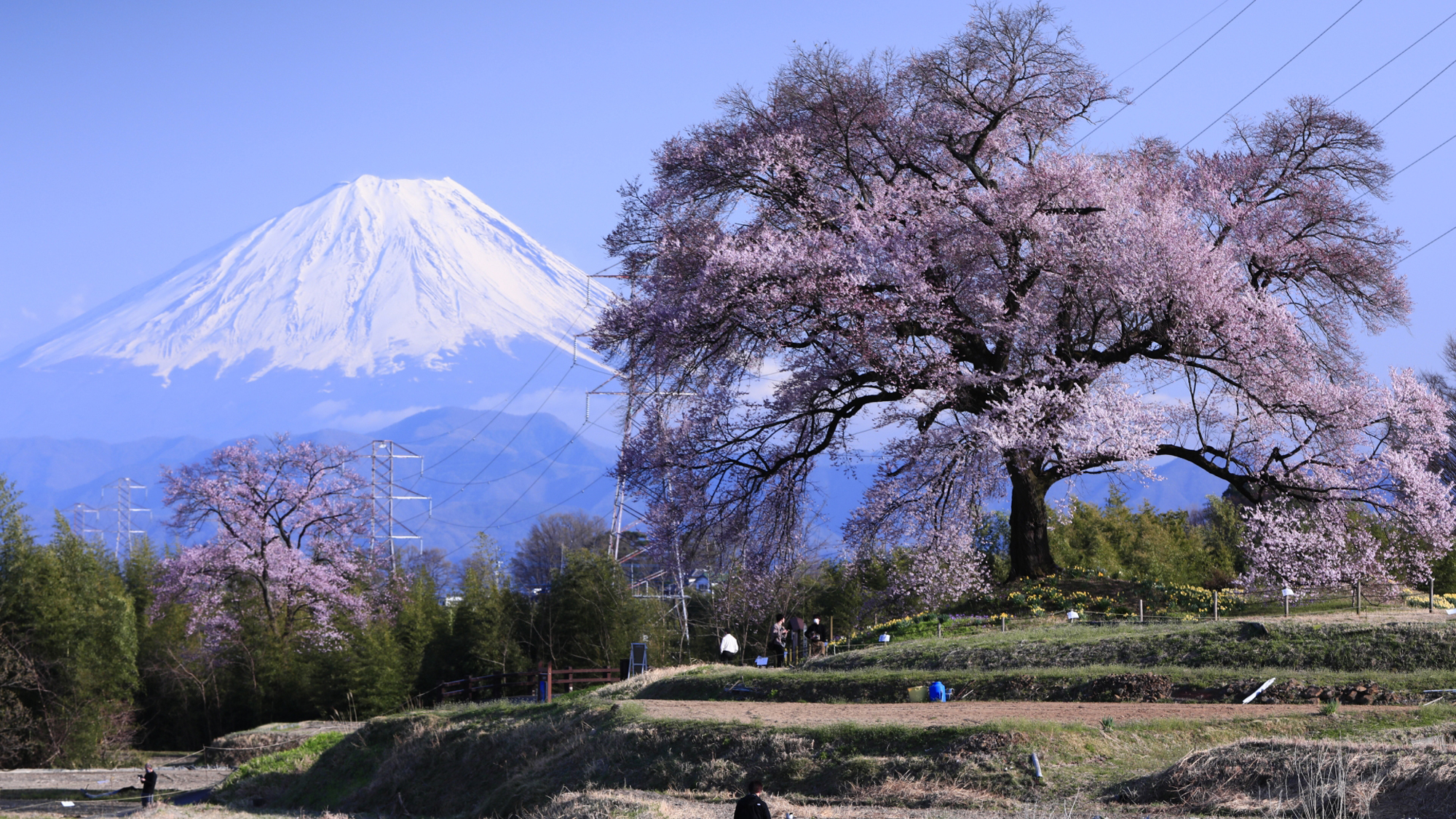 わに塚の桜