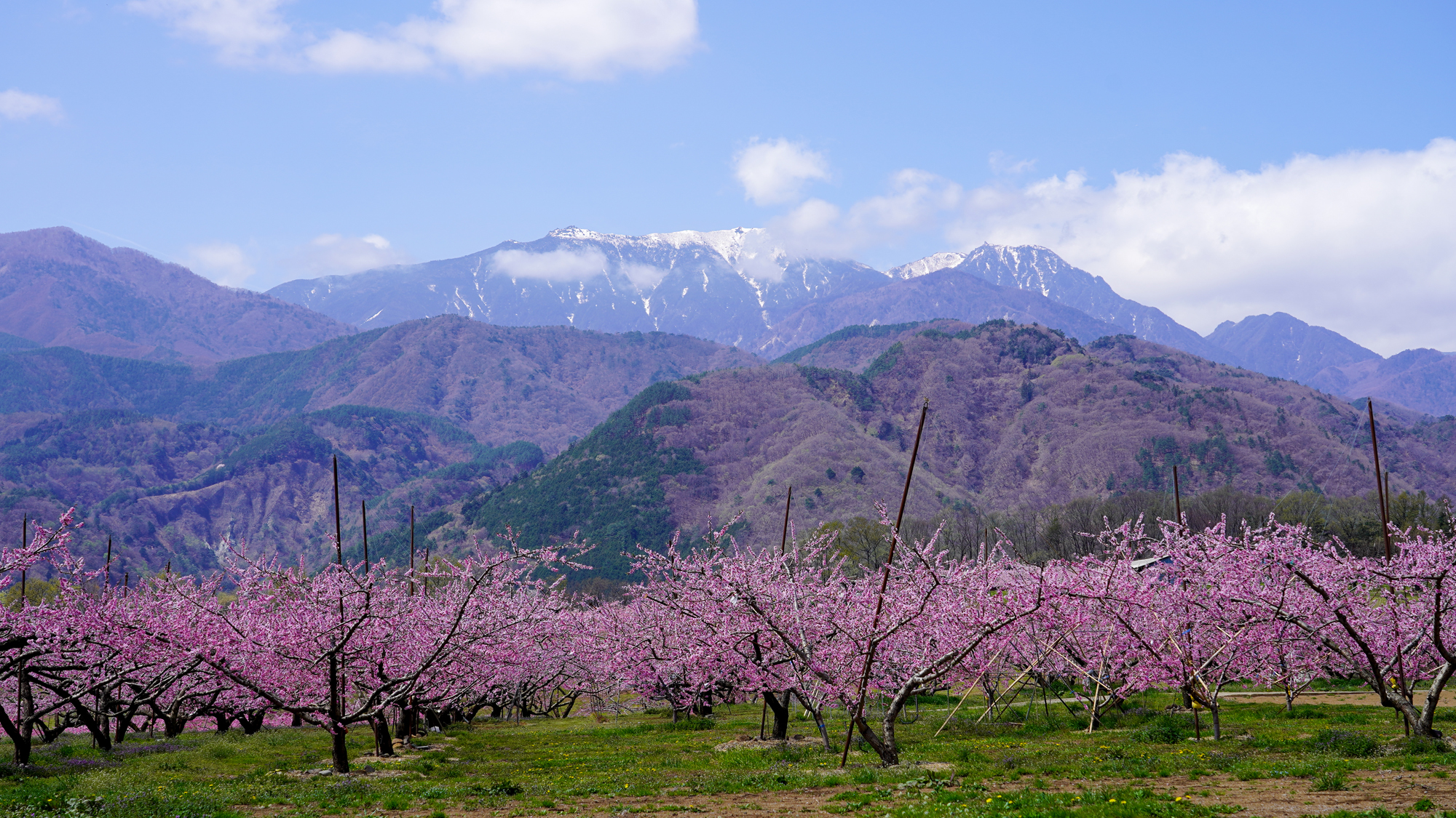 新府桃源郷