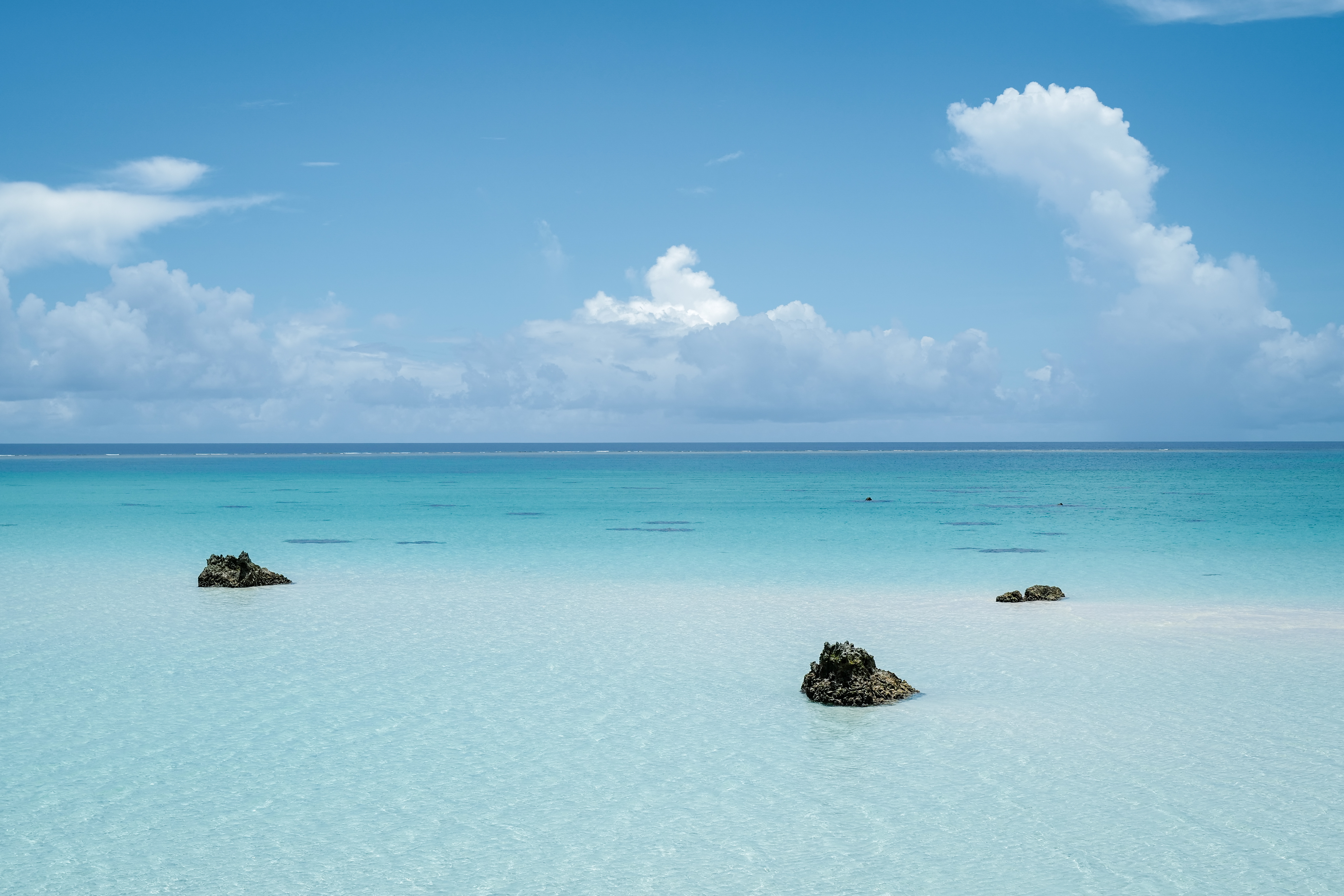 透き通ったミヤコブルー