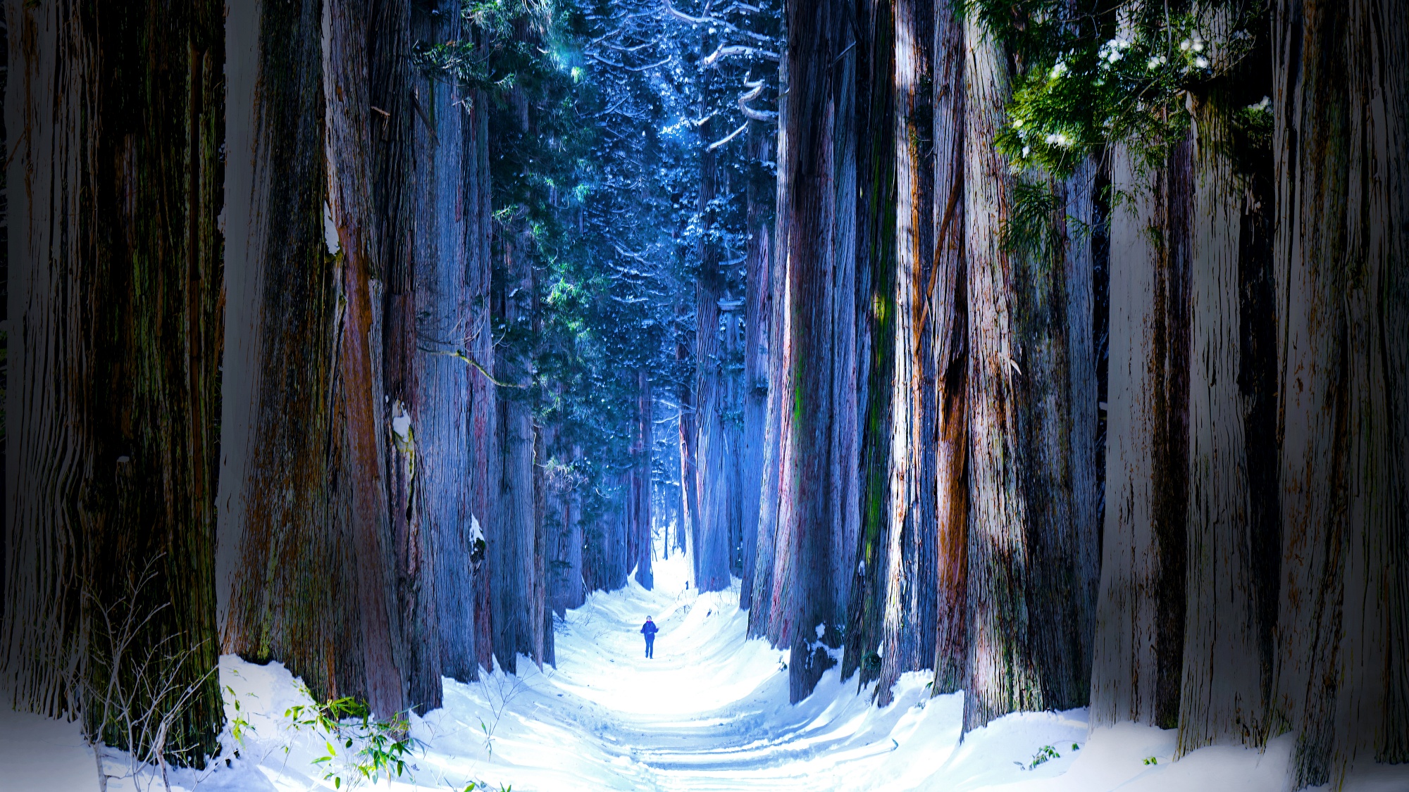 荘厳な戸隠神社奥社参道
