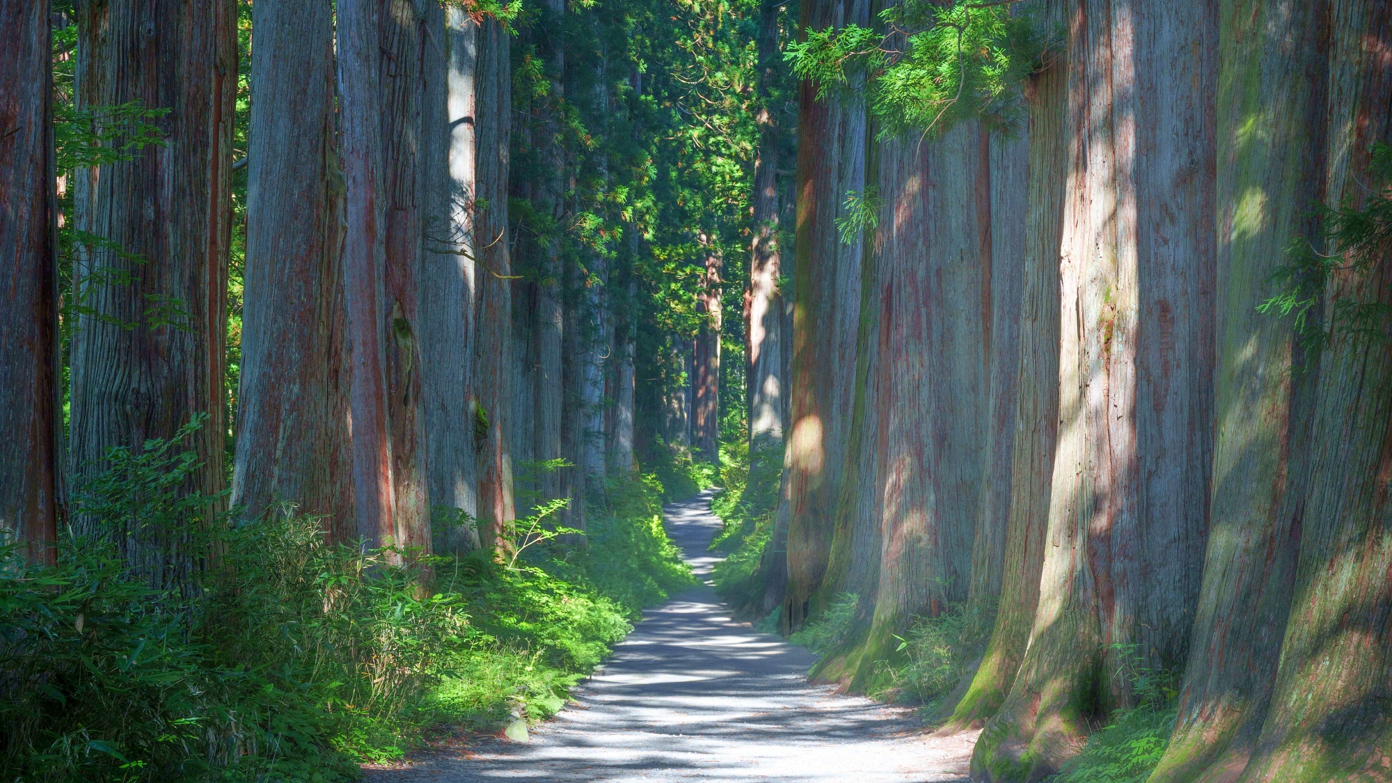 奥社　杉並木参道　奥社参道入口まで送迎可能です。