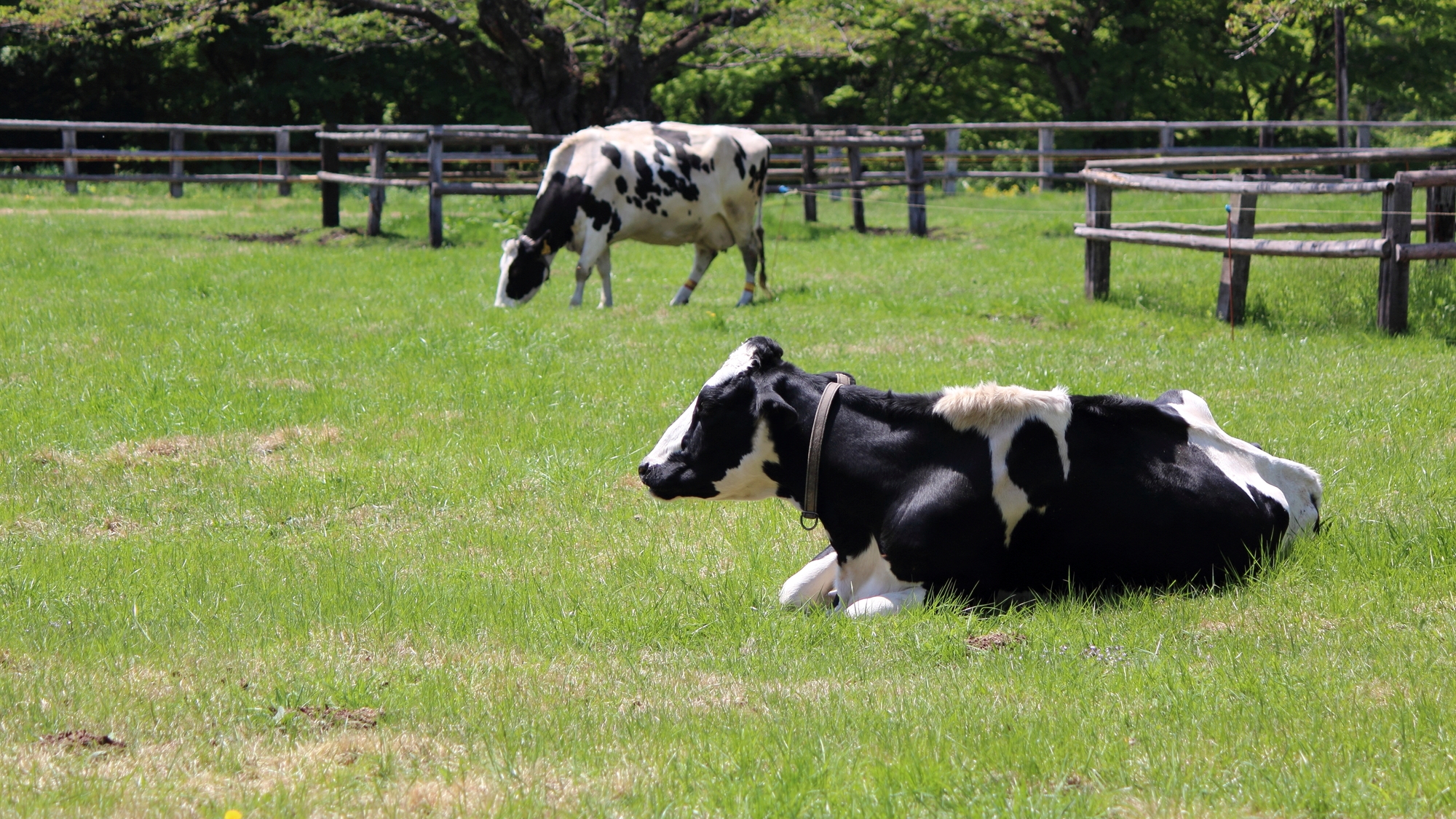 【当館から車で約70分】小岩井農場