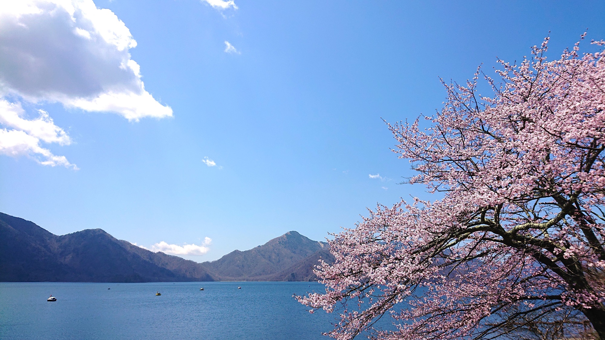 【中禅寺湖／当館すぐ目の前】奥日光では少し遅めのお花見が愉しめる