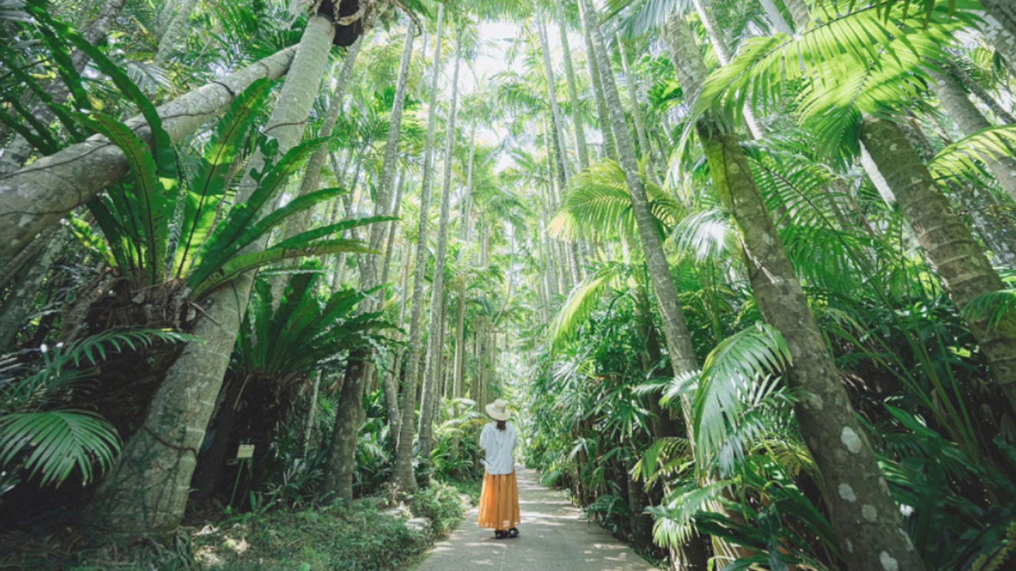 ・【周辺】東南植物楽園まで車で約15分。25mにもなるスラヤシの並木通りが有名です