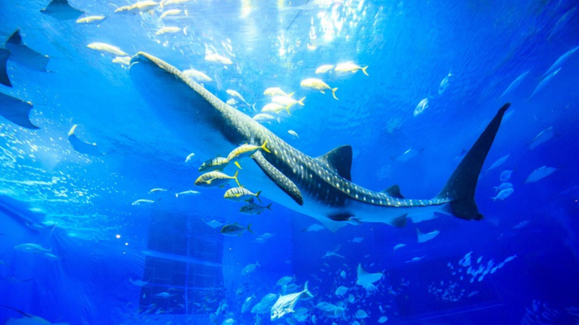 ・【周辺】美ら海水族館まで車で約1時間13分。大迫力のジンベエザメをご覧ください